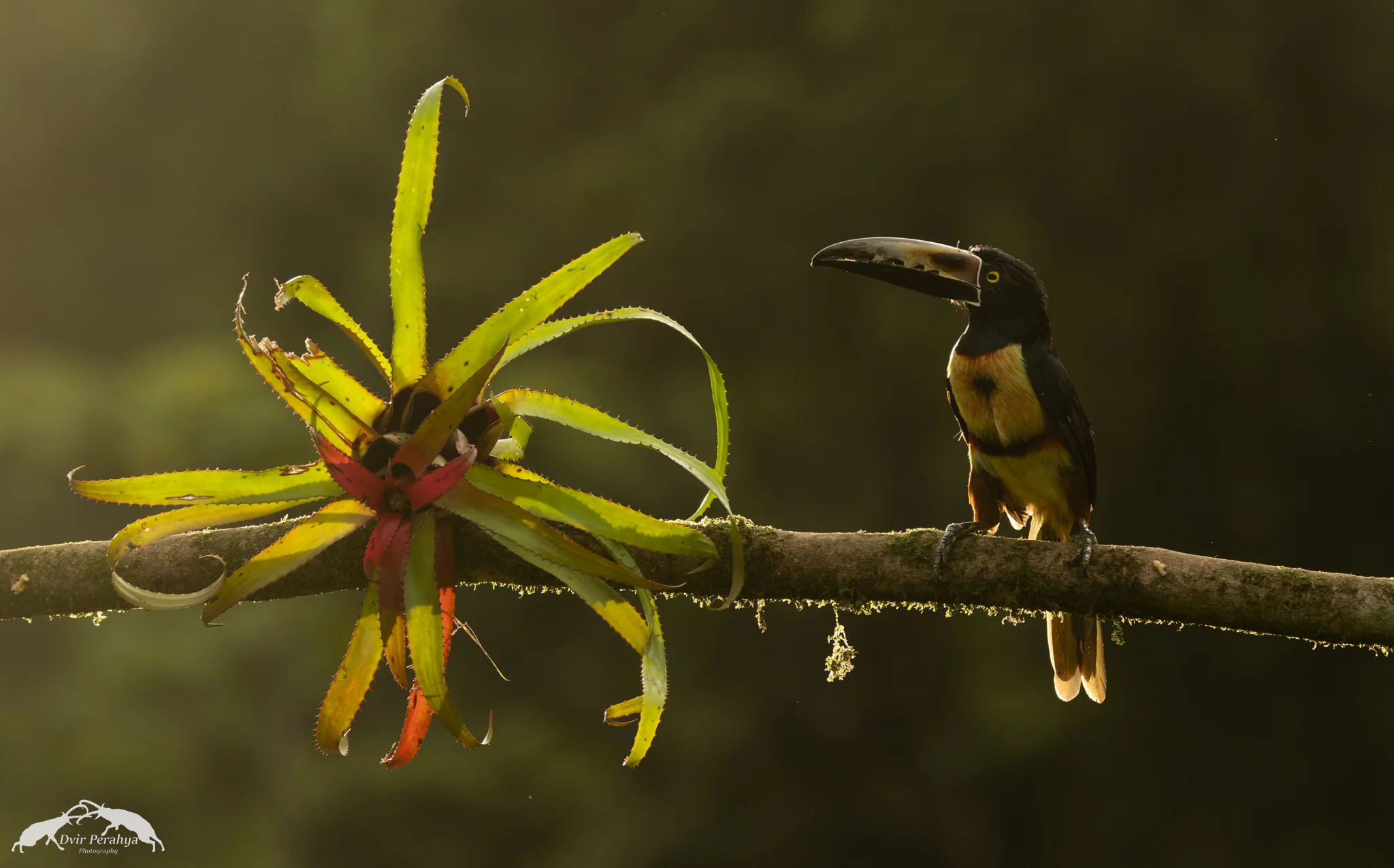 Collared Aracari, Boca Tapada